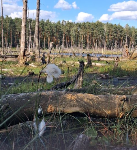 Rezerwat Przyrody Bagno Bocianowskie
